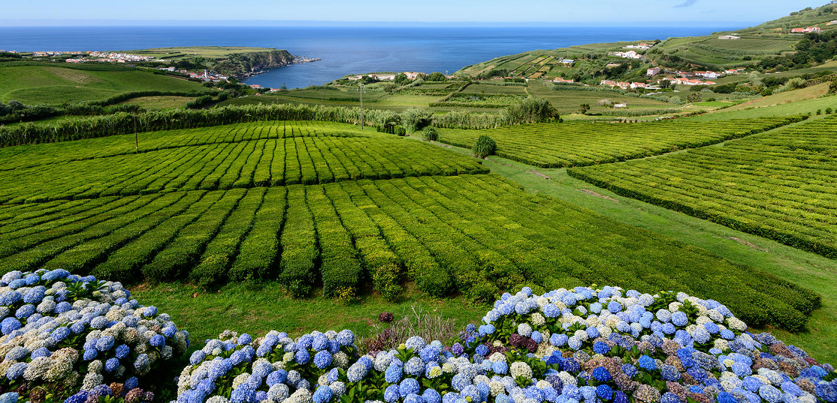 São Miguel1