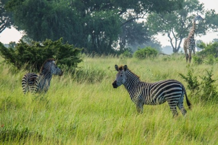 safari-de-2-dias1-noite-em-saadani-com-estadia-em-zanzibar-essence_1.JPG