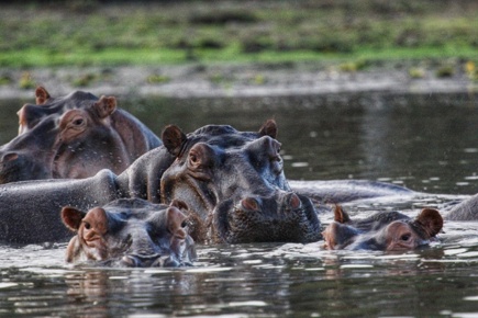 safari-de-2-dias1-noite-em-selous-e-estadia-em-zanzibar-essence_2.jpg