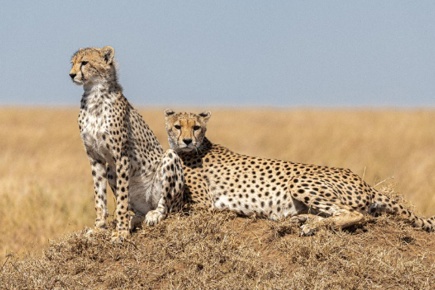 safari-de-3-dias2-noites-no-serengeti-e-ngorongoro-e-estadia-em-zanzibar-essence_1.jpg