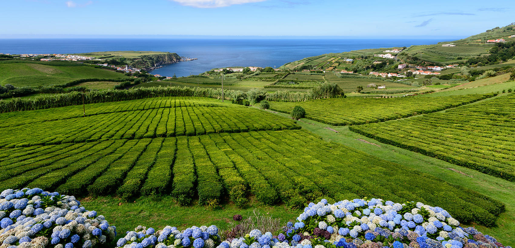 Açores (1)