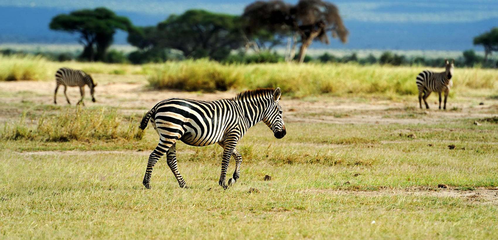 zanzibar3